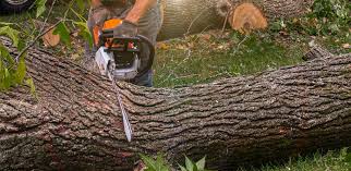 How Our Tree Care Process Works  in  South Lebanon, OH